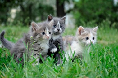 Little fluffy kittens playing clipart