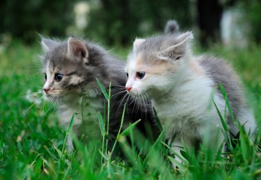 oynarken küçük tüylü kedi yavrusu