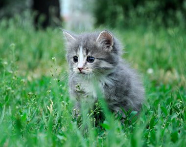 oynarken küçük tüylü kedi yavrusu