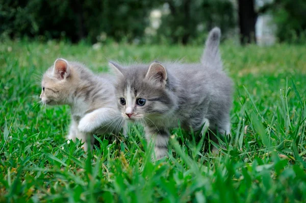 Små myke kattunger som leker – stockfoto