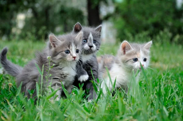 Petits chatons moelleux jouant — Photo