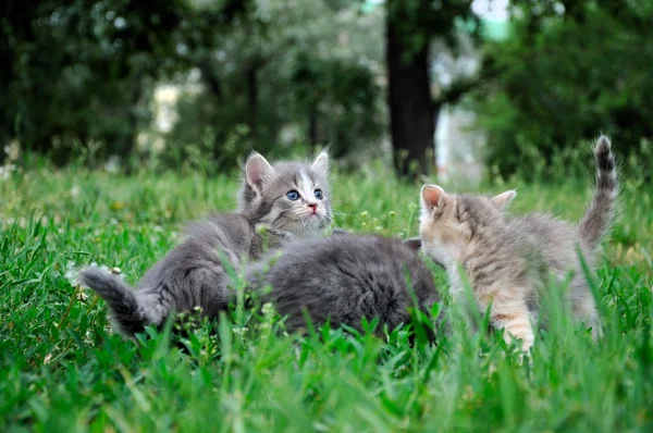 Pequeños gatitos esponjosos jugando —  Fotos de Stock