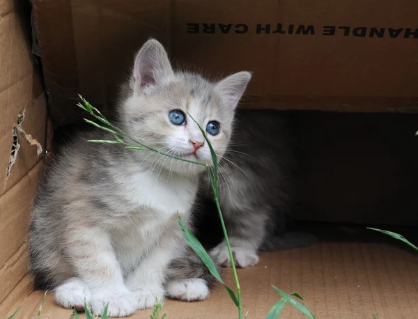 Μικρό χαριτωμένο γατάκι που κάθεται σε ένα κουτί από χαρτόνι, γκρο πλαν — Φωτογραφία Αρχείου