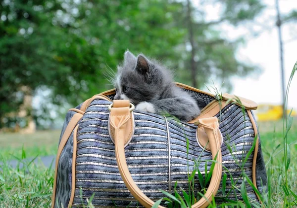 Petit chaton mignon assis dans un sac, gros plan — Photo