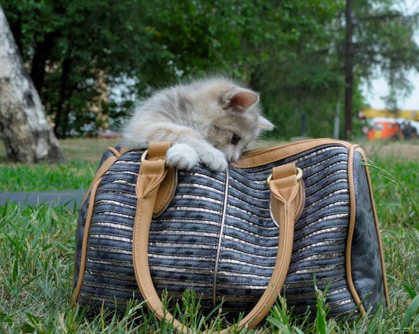 Piccolo gattino carino seduto in una borsa, primo piano — Foto Stock