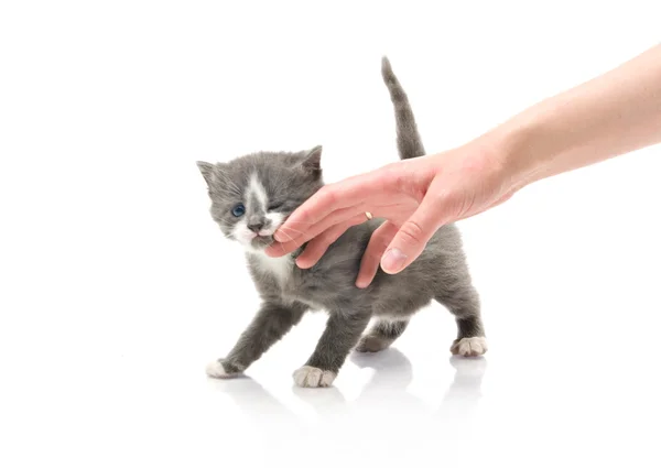 Tüylü, küçük bir kedi yavrusu okşayarak el kızı — Stok fotoğraf