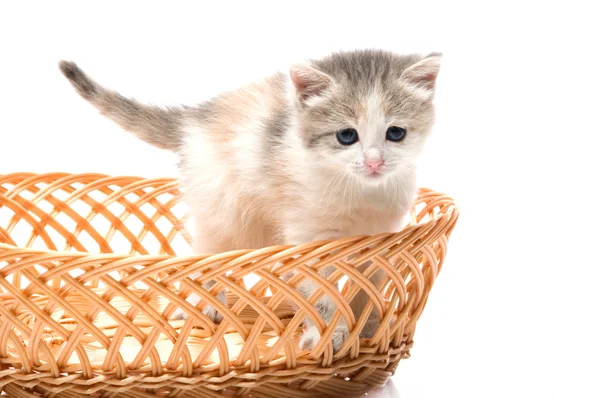 小さなかわいい子猫がバスケットに座ってクローズ アップ — ストック写真