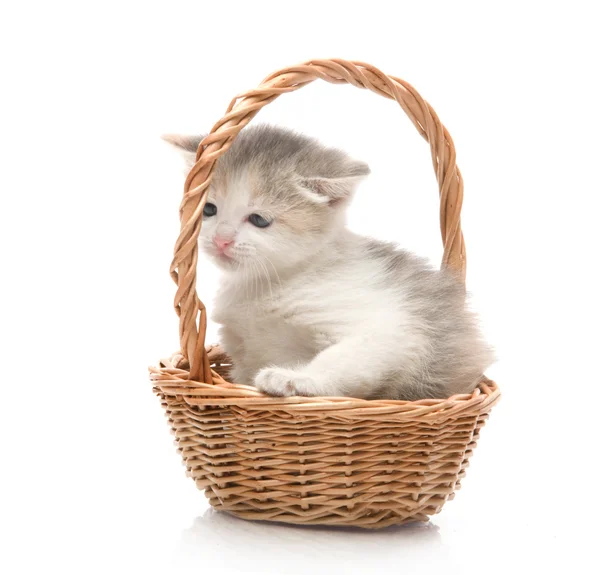 Liten söt kattunge sitter i en korg, närbild — Stockfoto