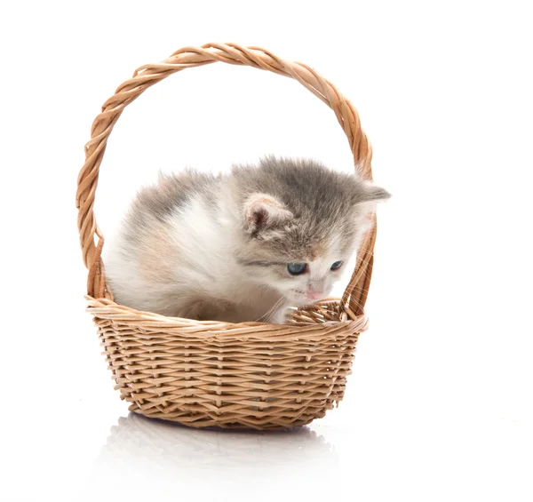 Pequeno gatinho bonito sentado em uma cesta, close-up — Fotografia de Stock