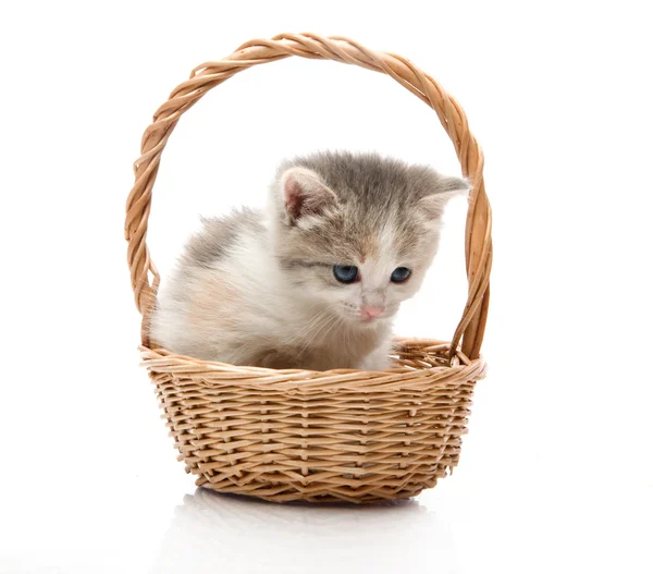Маленький милий кошеня сидить у кошику, крупним планом — стокове фото