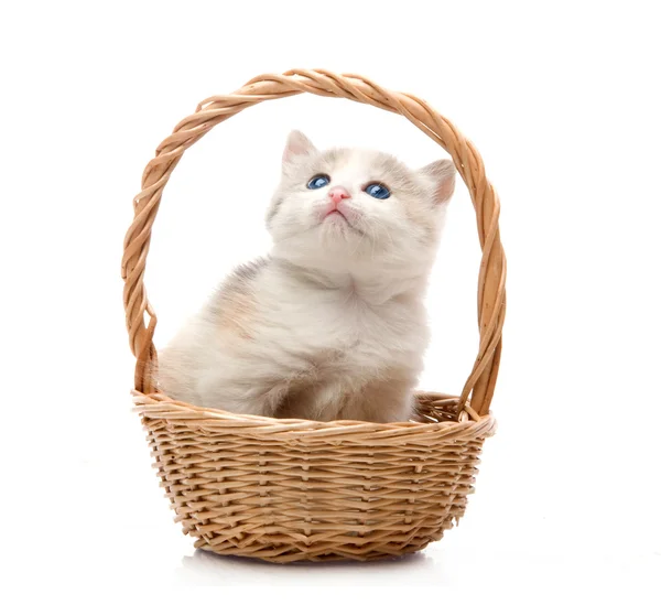 坐在一个篮子里的小可爱小猫特写 — 图库照片