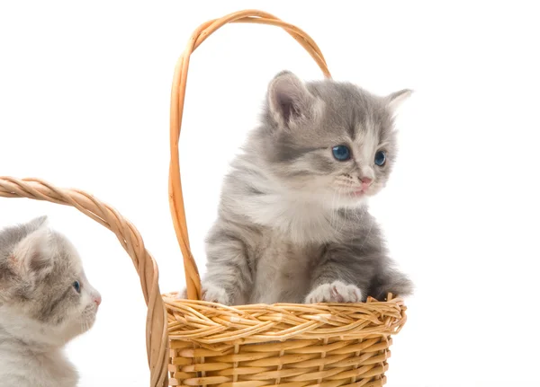 Bir sepet içinde oturan küçük şirin kedi yavrusu yakın çekim — Stok fotoğraf