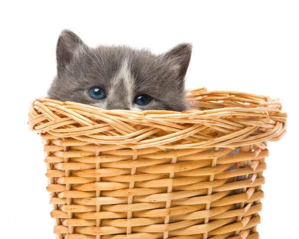 Pequeño gatito lindo sentado en una cesta, primer plano —  Fotos de Stock