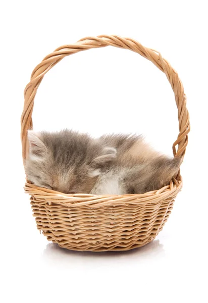 Malé roztomilé kotě sedí v koši, detail — Stock fotografie