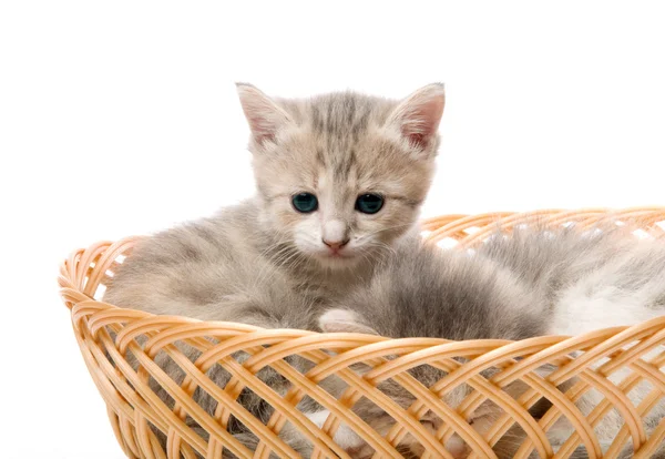 Μικρό χαριτωμένο γατάκι που κάθεται σε ένα καλάθι, γκρο πλαν — Φωτογραφία Αρχείου