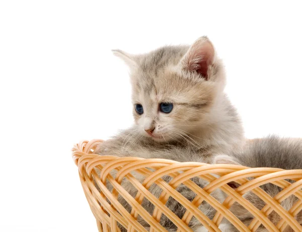 Petit chaton mignon assis dans un panier, gros plan — Photo