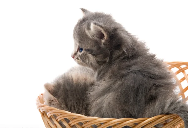 Liten söt kattunge sitter i en korg, närbild — Stockfoto