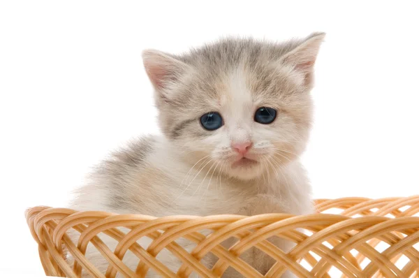 Pequeño gatito lindo sentado en una cesta, primer plano —  Fotos de Stock