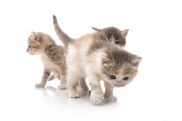 Pequeños gatitos esponjosos jugando — Foto de Stock