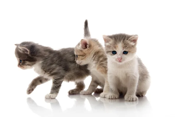 Małe kociaki puszyste gry — Zdjęcie stockowe