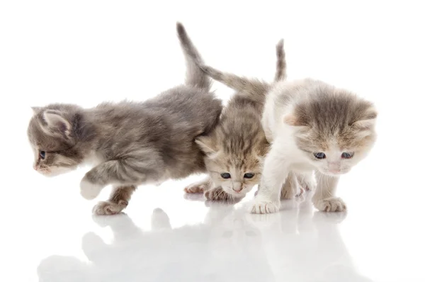 Lite fluffiga kattungar leker — Stockfoto