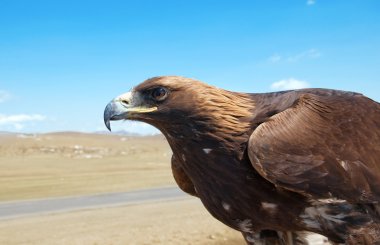 Steppe Eagle head close-up clipart