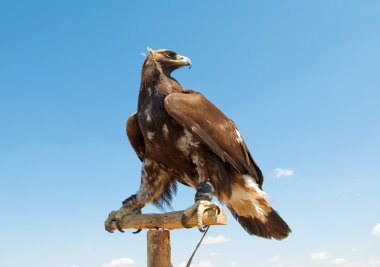 Bozkır kartalı baş yakın çekim