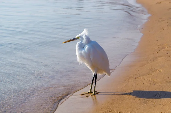 Sevimli küçük beyaz heron kum plaj, Mısır, Afrika — Stok fotoğraf
