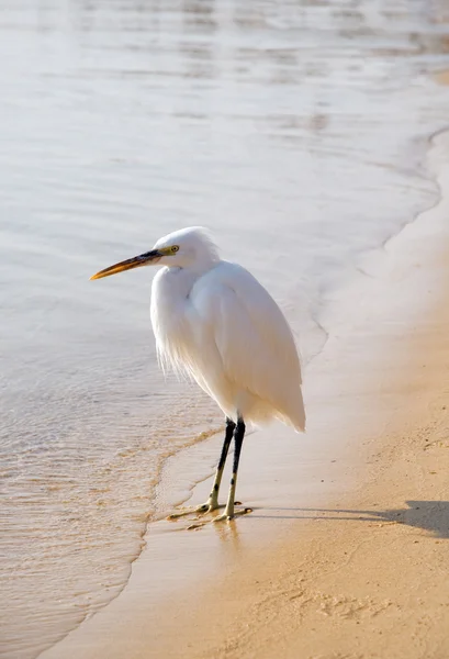 Sevimli küçük beyaz heron kum plaj, Mısır, Afrika — Stok fotoğraf