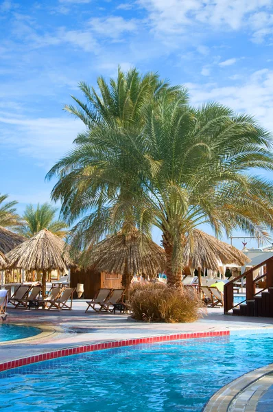 Palms near the pool — Stock Photo, Image