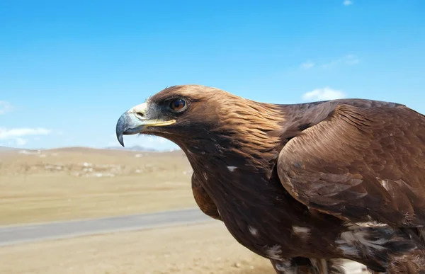 stock image Steppe Eagle head close-up