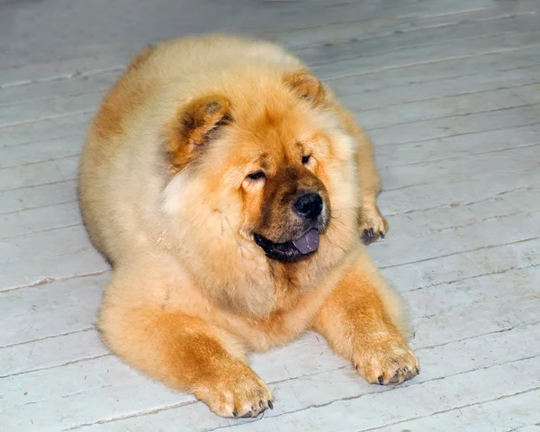 Chow-Chow in studio op witte achtergrond — Stockfoto