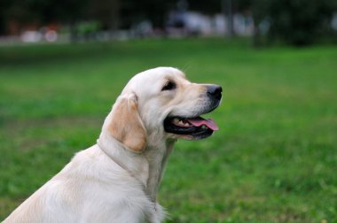 Golden retriever yakın park