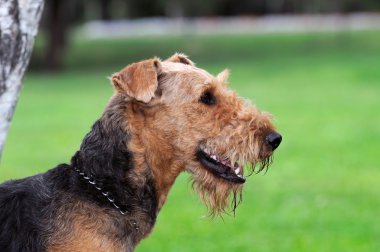 Airedale yakın park