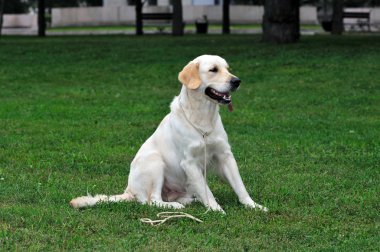 Golden retriever yakın park