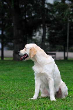 Golden retriever yakın park