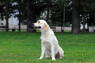 Golden retriever yakın park