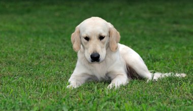 Golden retriever yakın park