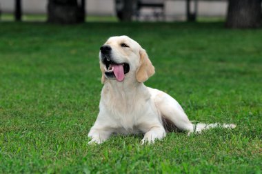 Golden retriever yakın park