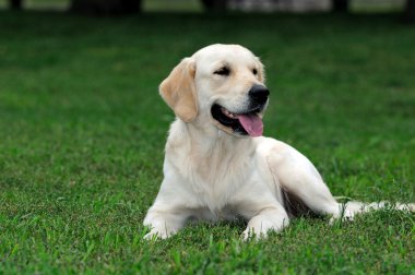 Golden retriever yakın park