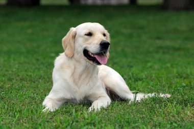 Golden retriever yakın park