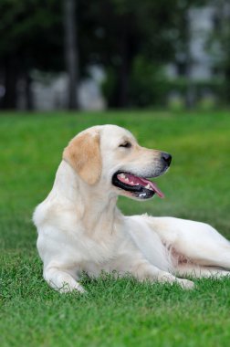 Golden retriever yakın park