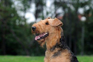 Airedale yakın park