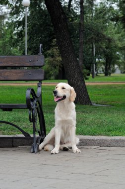 Golden retriever yakın park