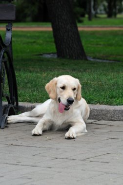 Golden retriever yakın park