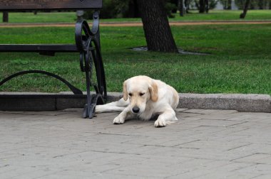 Golden retriever yakın park