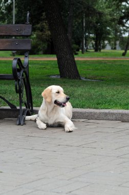 Golden retriever yakın park