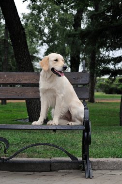 Golden retriever yakın park