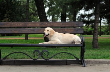 Golden retriever yakın park