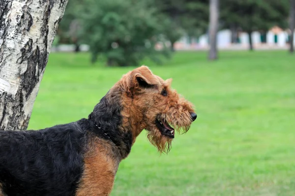 Airedale Close-up in the park — Stock Photo, Image